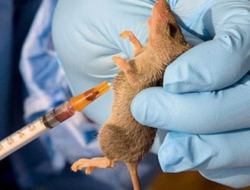 Nigeria Reports 72 Fatal Lassa Fever Cases in 2024