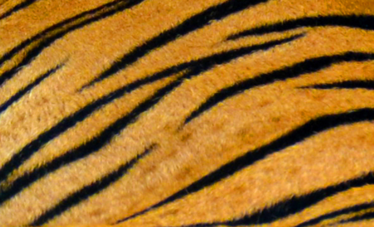 Nawalparasi Tiger Dead