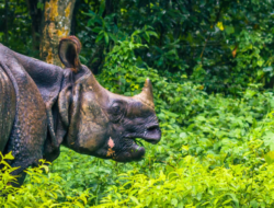 Chitwan National Park Begins Rhino Relocation Program