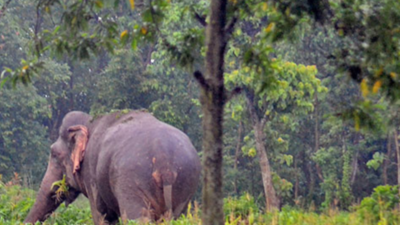 Jhapa Elephant Attack
