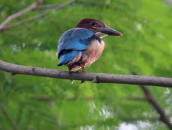 Koshi Tappu’s Winter Birds Disappearing: What’s Happening?