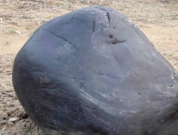 Massive 500kg Shaligram Discovered in Ruru, Gulmi