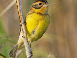 Yellow-Breasted Bunting Spotted in Shuklaphanta