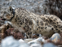 120 Snow Leopards Found in Dolpa’s Himalayan Region