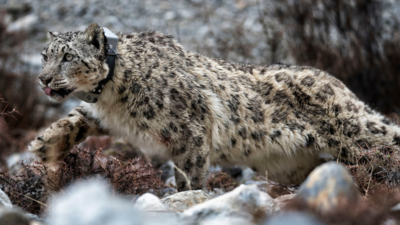 Dolpa Snow Leopard