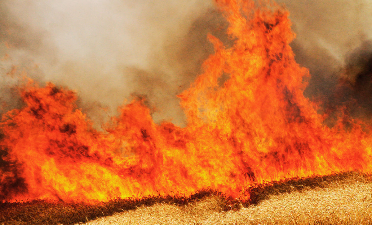 Fires Destroy Wheat