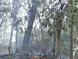 Community Forest Fires in Banke Kill Animals, Displace Wildlife