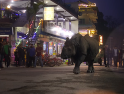 Netflix Features Chitwan’s Rhinos in ‘Our Living World’ Documentary