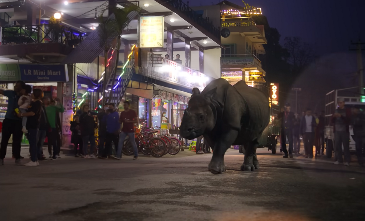 Netflix Chitwan's Rhinos