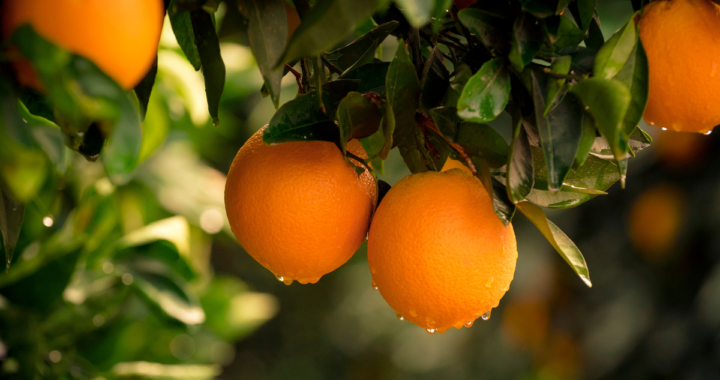 Orange Nepal National Fruit