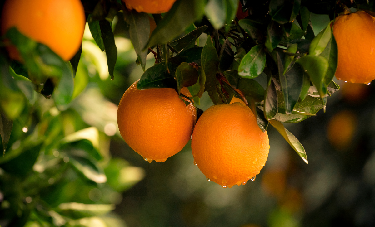 Orange Nepal National Fruit