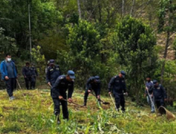 Rolpa Police Destroy Opium Farm