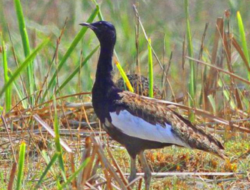 Shuklaphanta Conducts Census of Endangered Bengal Floricans