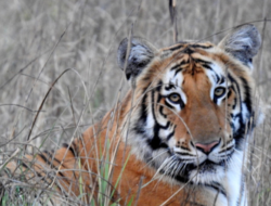 Tiger Numbers rise from13 to 44 in Shuklaphanta National Park in a Decade