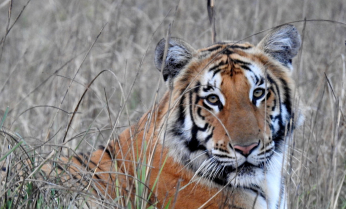 Shuklaphanta National Park Tiger
