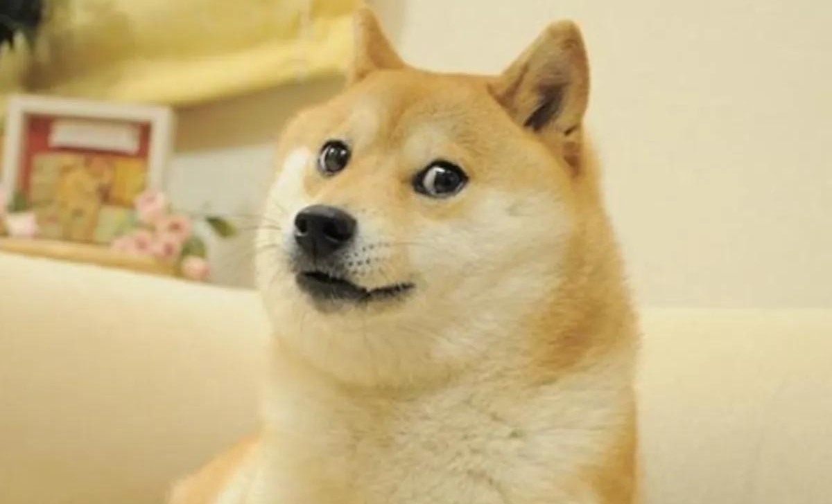 Doge Icon Kabosu