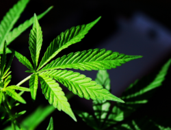 Nepal to Legalize Medicinal Marijuana Cultivation and Consumption