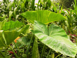 Nepal Braces for Widespread Rain Starting Today