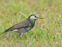 New Bird Species Discovered in Nepal’s Annapurna Conservation Area