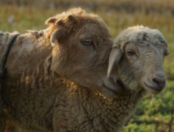 Bear Chases 70 Sheep Off Cliff in Jumla