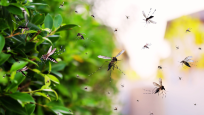 Dengue Looms Large in Nepal