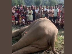 Elephant Found dead in Mechinagar, Jhapa