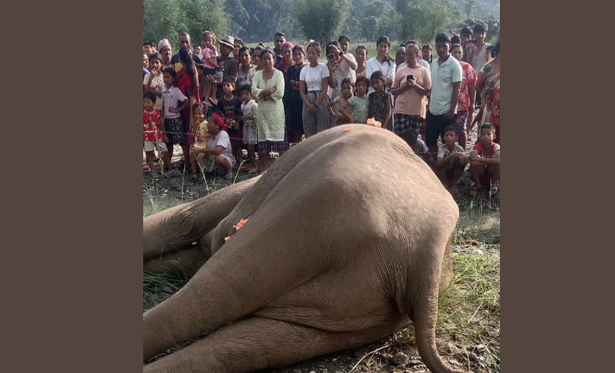 Elephant Found Dead Jhapa