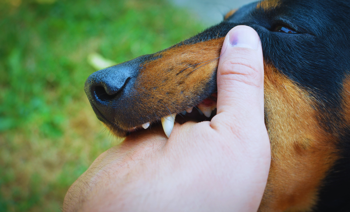 Belbari Dog Bites