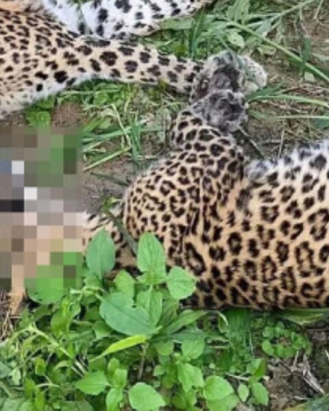 Leopards Found Dead in Dhading
