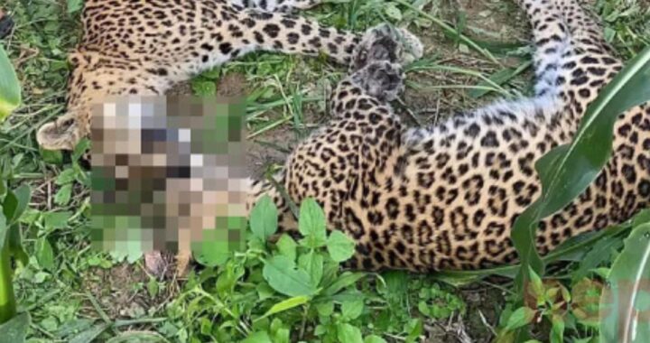 Leopards Found Dead in Dhading
