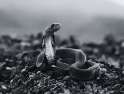 Child Dies from Snakebite in Madhyabindu