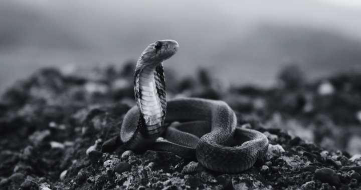 Snakebite in Madhyabindu