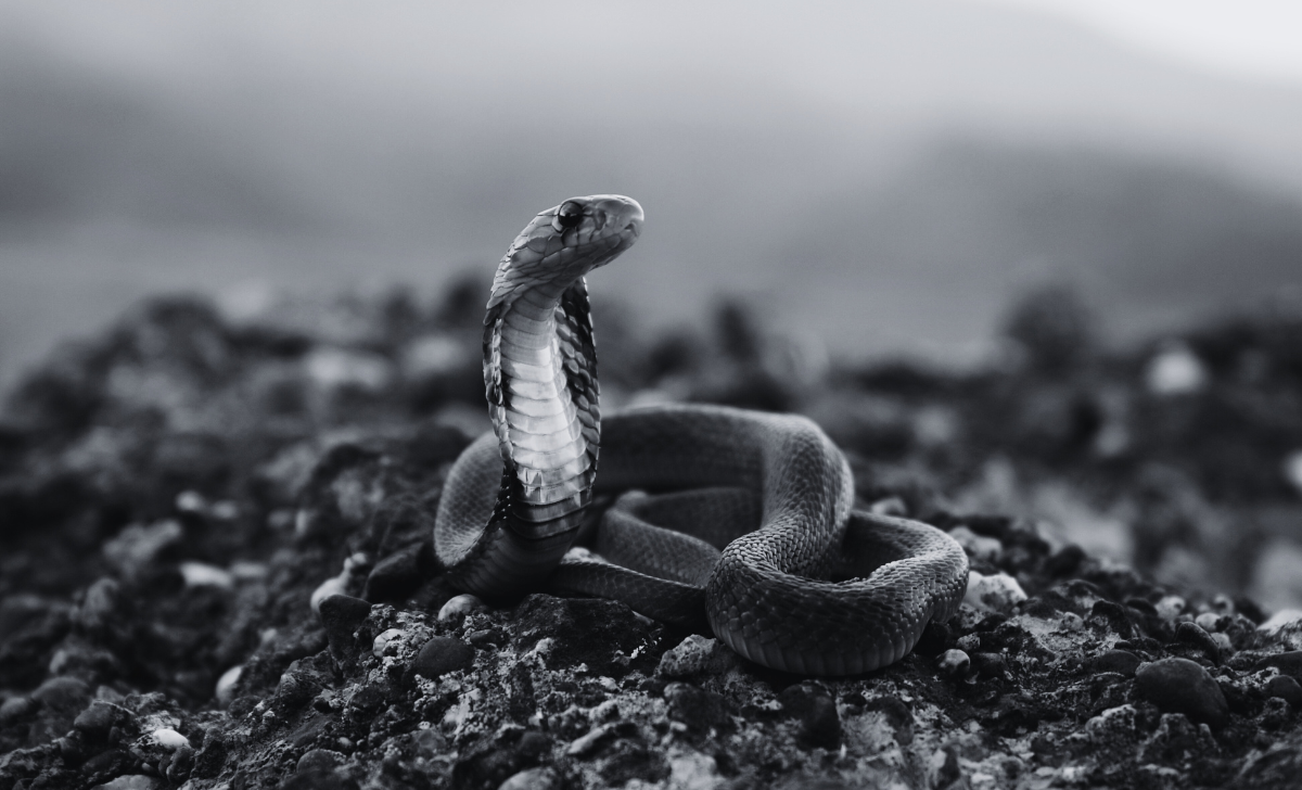 Snakebite in Madhyabindu