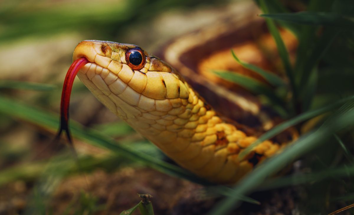 Snakebites in Bardiya