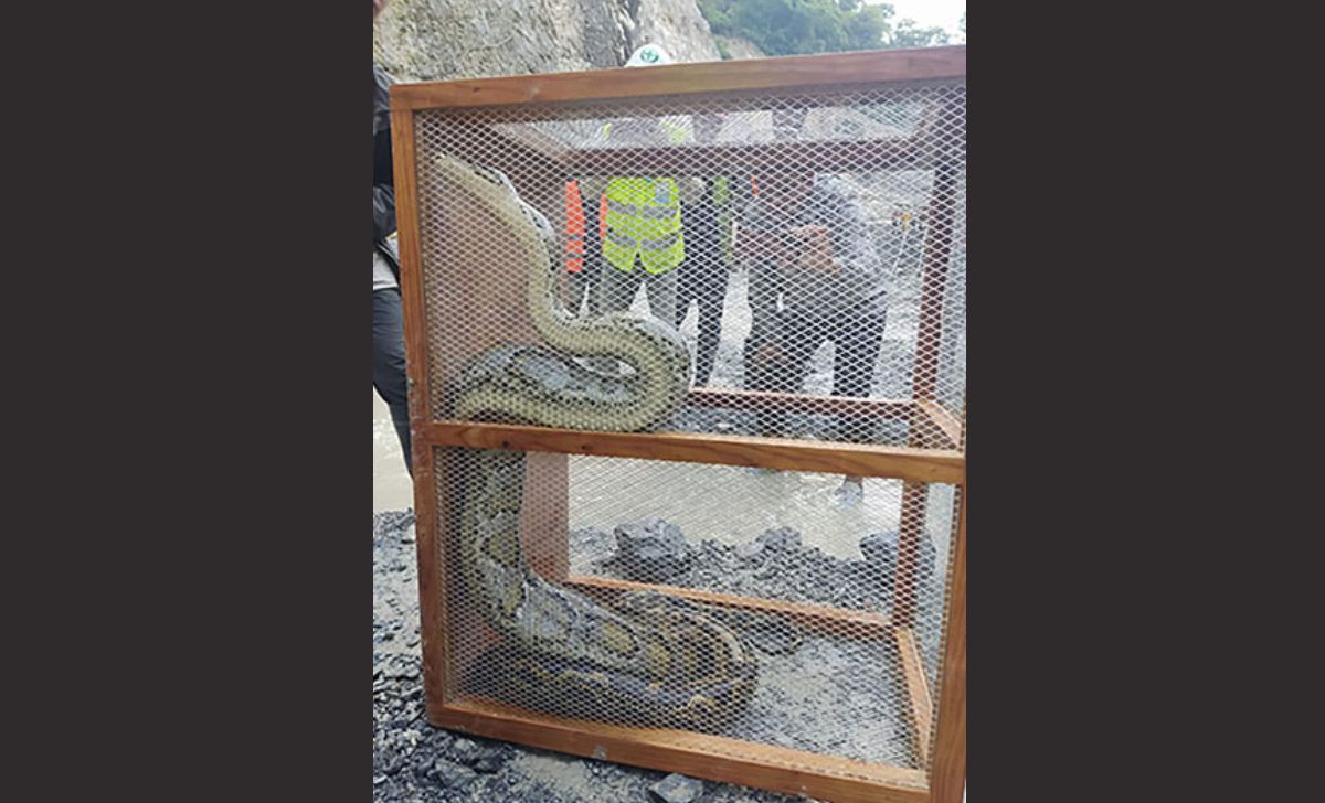 Python Rescued at Tanahun Hydropower