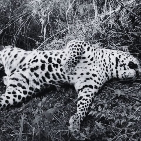 Leopard Dead in Palpa