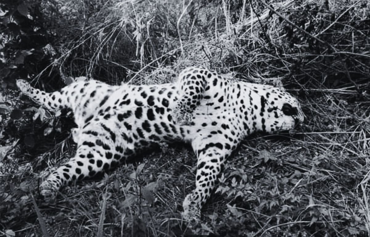 Leopard Dead in Palpa