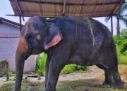 Wild Elephants Invade Chitwan Settlements, Locals Warned