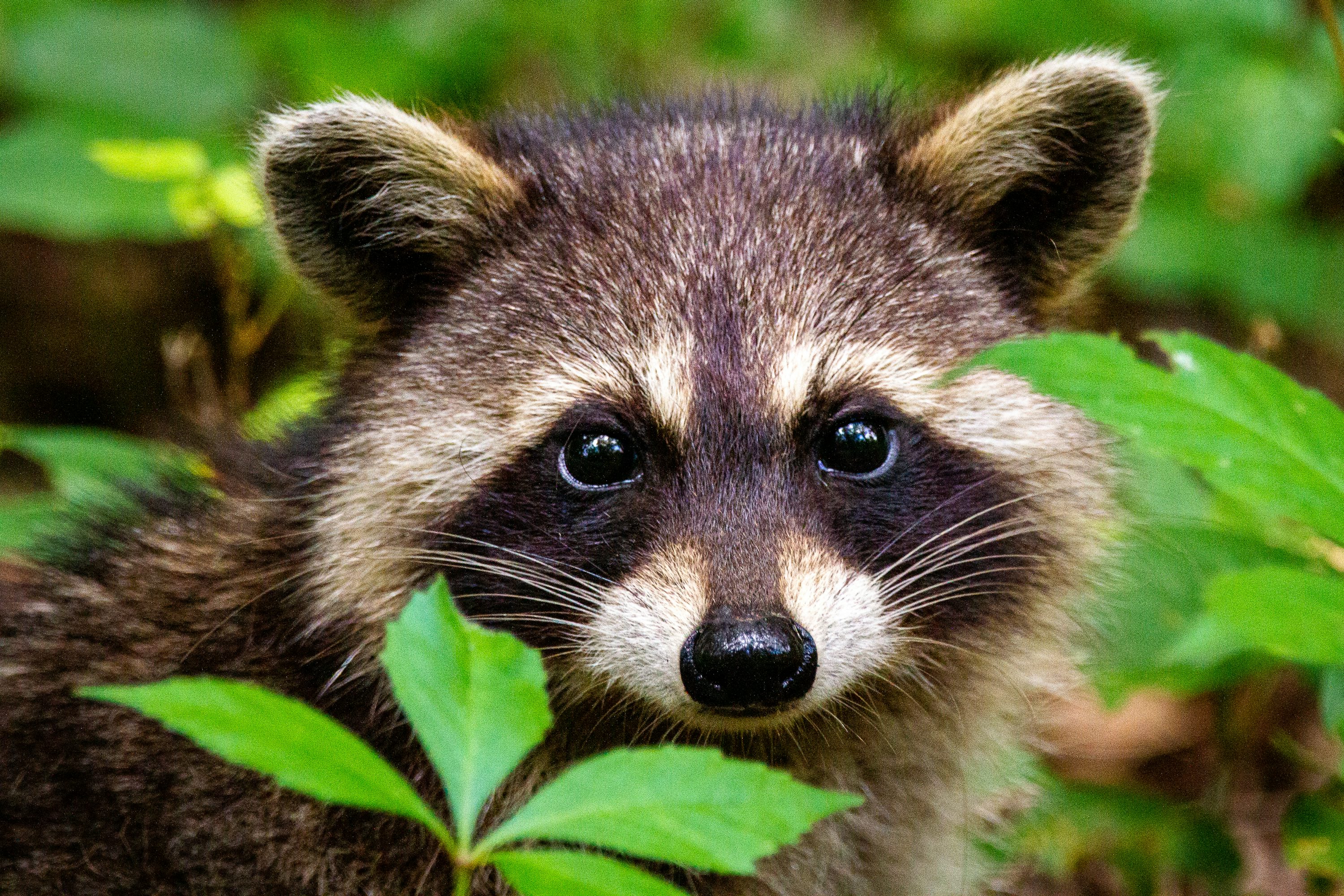 Xavier Legette, NFL player for the Carolina Panthers of the NFL, confesses that he kills raccoons to eat them