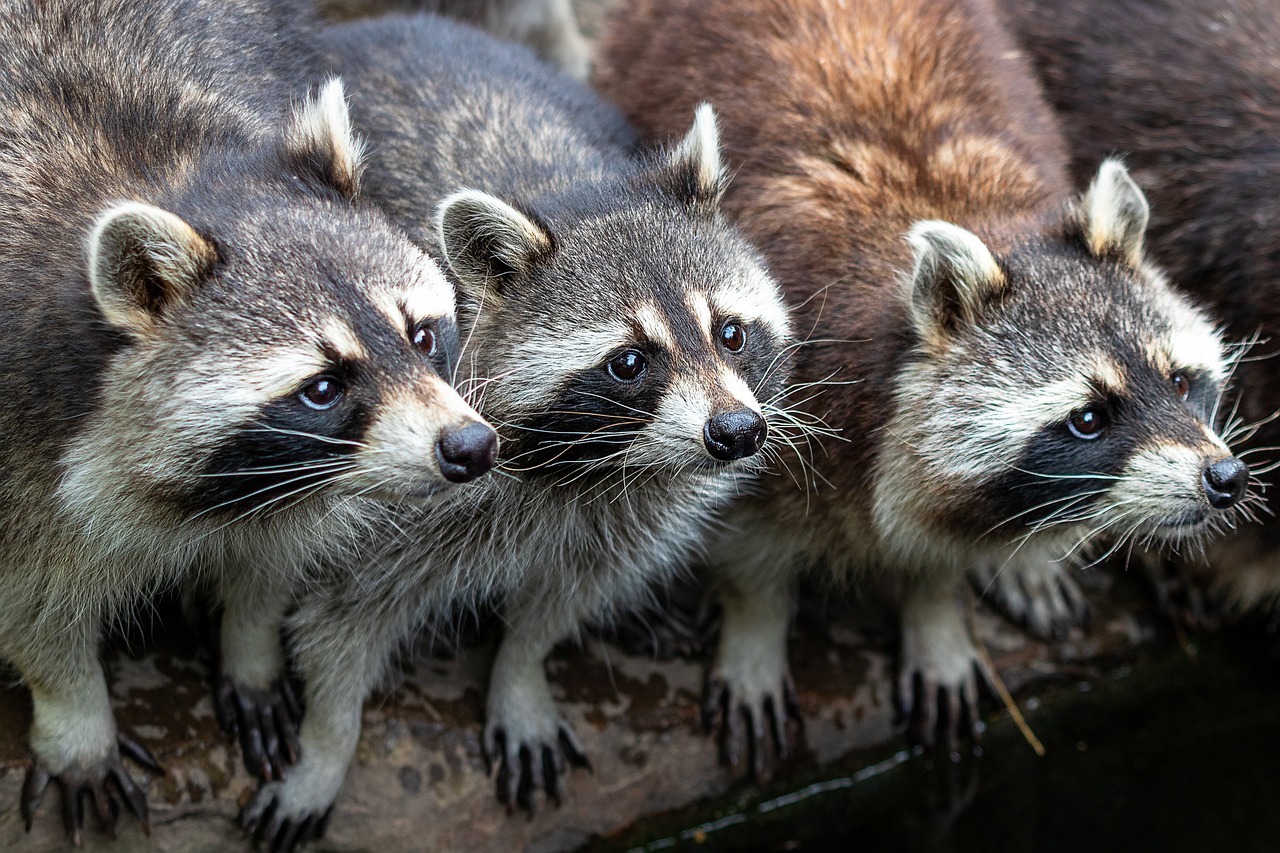 Xavier Legette, NFL player for the Carolina Panthers of the NFL, confesses that he kills raccoons to eat them